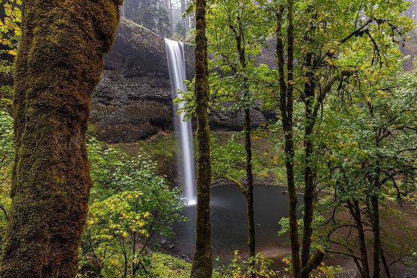Haney, Chuck 아티스트의 South Falls at Silver Falls State Park near Sublimity-Oregon-USA작품입니다.